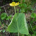 Ranunculus thora2