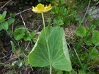 Ranunculus thora2