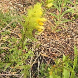 Rhinanthus (ancien)
