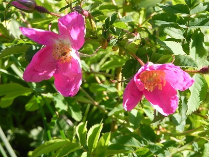 Rosa alpina2