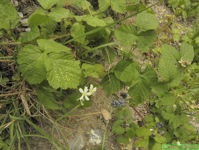 Rubus_caesius2.JPG
