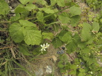 Rubus caesius2
