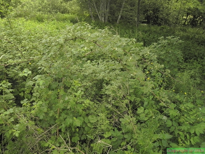 Rubus idaeus2