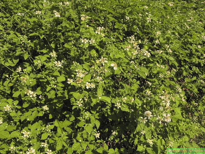 Rubus_plicatus2.JPG