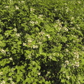 Rubus plicatus2