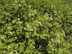 Rubus plicatus2