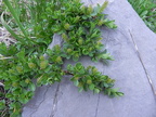 Salix retusa2