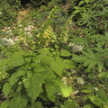Salvia glutinosa2