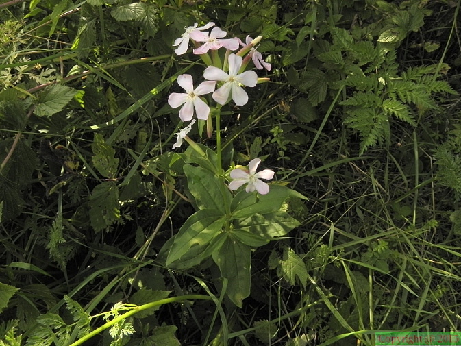 Saponaria officinalis2