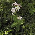 Saponaria officinalis2