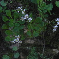 Saxifraga cuneifolia2