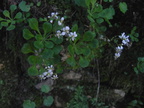 Saxifraga cuneifolia2