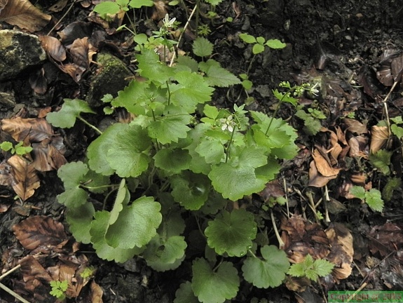 Saxifraga rotundifolia2