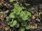 Saxifraga rotundifolia2