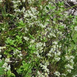 Scleranthus