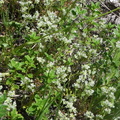 Scleranthus perennis2