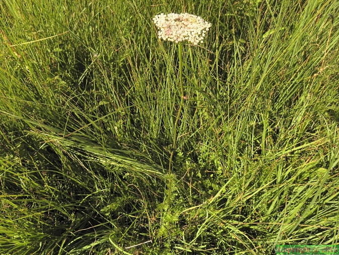 Selinum carvifolia2