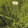 Selinum carvifolia2
