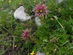 Sempervivum montanum2