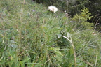 Serratula tinctoria ssp macrocephala var alba2