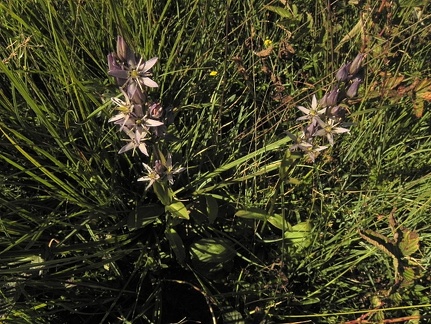 Swertia perennis2