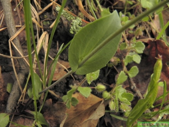 Thlaspi perfoliatum2