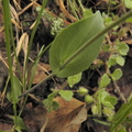 Thlaspi perfoliatum2