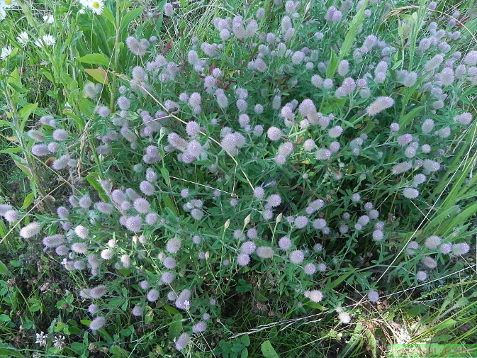 Trifolium arvense2