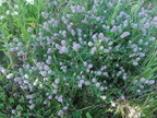 Trifolium arvense2