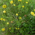 Trifolium campestre2