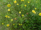 Trifolium campestre2