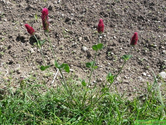 Trifolium incarnatum2