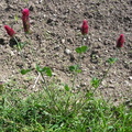 Trifolium_incarnatum2.JPG