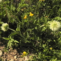 Trifolium montanum2