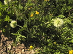 Trifolium montanum2