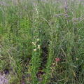 Verbascum blattaria2
