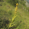 Verbascum montanum2