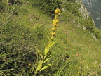Verbascum montanum2
