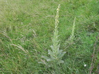 Verbascum thapsus2