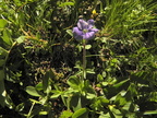 Veronica aphylla2