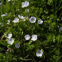 Scrophulariacées