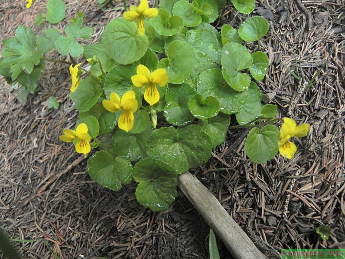 Viola biflora2
