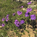 Viola calcarata2