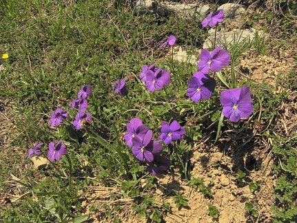 Viola calcarata2