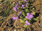 Viola hirta2