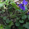 Viola odorata2