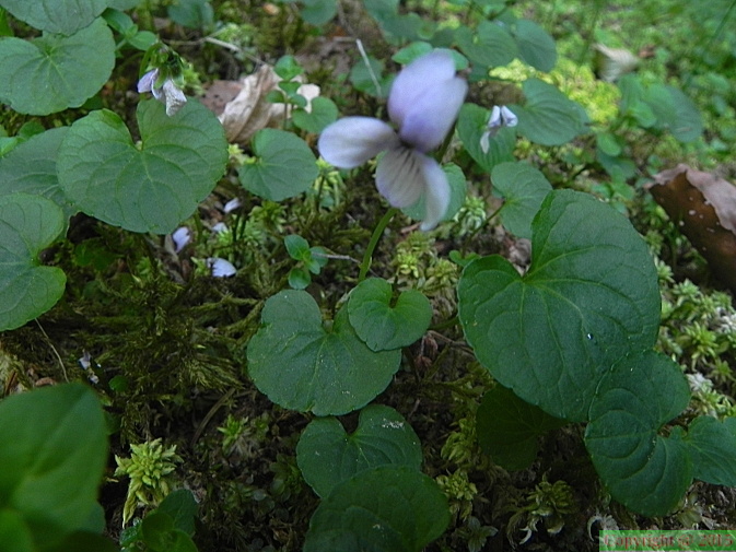 Viola_palustris2.JPG