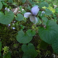 Viola palustris2