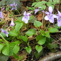 Viola reichenbachiana2