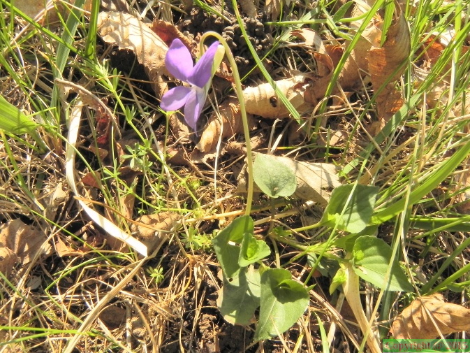 Viola riviniana2